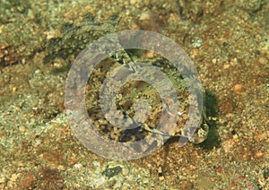 Flathead fish photo