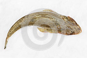 Flathead fish photo
