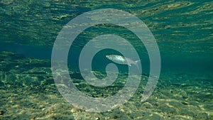 Flathead grey mullet, flathead mullet, striped mullet Mugil cephalus undersea, Aegean Sea, Greece.