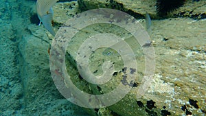 Flathead grey mullet, flathead mullet, striped mullet Mugil cephalus undersea, Aegean Sea, Greece.