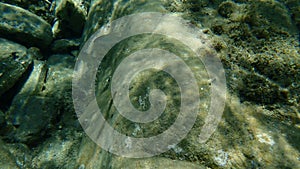 Flathead grey mullet, flathead mullet, striped mullet Mugil cephalus undersea, Aegean Sea, Greece.