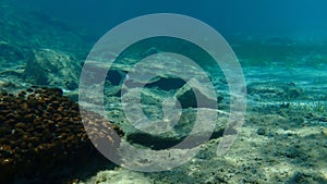 Flathead grey mullet, flathead mullet, striped mullet Mugil cephalus undersea, Aegean Sea, Greece.