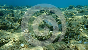 Flathead grey mullet or flathead mullet or striped mullet Mugil cephalus undersea, Aegean Sea, Greece.