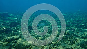 Flathead grey mullet or flathead mullet or striped mullet Mugil cephalus undersea, Aegean Sea, Greece.