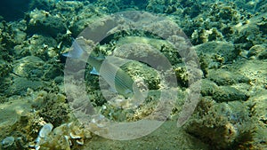 Flathead grey mullet or flathead mullet or striped mullet Mugil cephalus undersea, Aegean Sea, Greece.