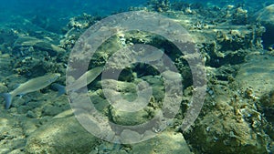 Flathead grey mullet or flathead mullet or striped mullet Mugil cephalus undersea, Aegean Sea, Greece.