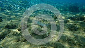 Flathead grey mullet or flathead mullet or striped mullet Mugil cephalus undersea, Aegean Sea, Greece.