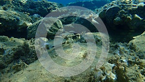 Flathead grey mullet or flathead mullet or striped mullet Mugil cephalus undersea, Aegean Sea, Greece.