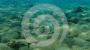 Flathead grey mullet, flathead mullet, striped mullet Mugil cephalus undersea, Aegean Sea, Greece.