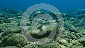 Flathead grey mullet, flathead mullet, striped mullet Mugil cephalus undersea, Aegean Sea, Greece.