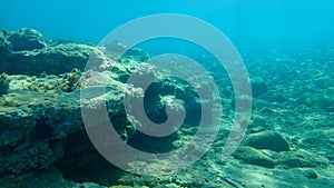 Flathead grey mullet, flathead mullet, striped mullet Mugil cephalus undersea, Aegean Sea, Greece.