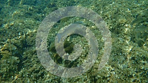 Flathead grey mullet, flathead mullet, striped mullet, Mugil cephalus, undersea, Mediterranean Sea, Cape of Antibes.