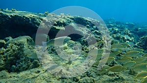 Flathead grey mullet Mugil cephalus, flathead mullet, striped mullet and salema porgy Sarpa salpa.