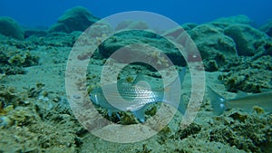 Flathead grey mullet Mugil cephalus, flathead mullet, striped mullet undersea, Aegean Sea, Greece.