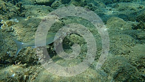 Flathead grey mullet Mugil cephalus, flathead mullet, striped mullet undersea, Aegean Sea, Greece.