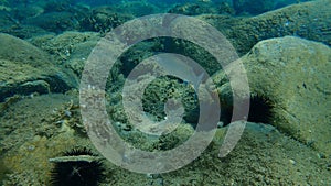 Flathead grey mullet Mugil cephalus, flathead mullet, striped mullet undersea, Aegean Sea, Greece.