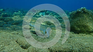 Flathead grey mullet Mugil cephalus, flathead mullet, striped mullet undersea, Aegean Sea, Greece.