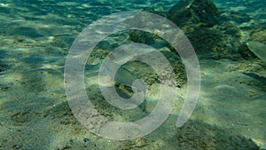 Flathead grey mullet Mugil cephalus, flathead mullet, striped mullet undersea, Aegean Sea, Greece.