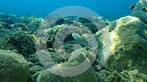 Flathead grey mullet Mugil cephalus, flathead mullet, striped mullet undersea, Aegean Sea, Greece.