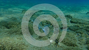 Flathead grey mullet Mugil cephalus, flathead mullet, striped mullet undersea, Aegean Sea, Greece.