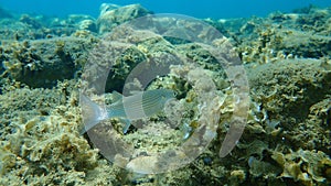 Flathead grey mullet Mugil cephalus, flathead mullet, striped mullet undersea, Aegean Sea, Greece.