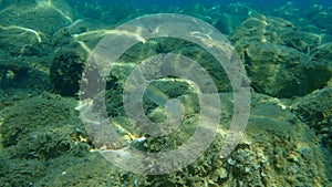 Flathead grey mullet Mugil cephalus, flathead mullet, striped mullet undersea, Aegean Sea, Greece.