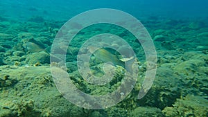 Flathead grey mullet Mugil cephalus, flathead mullet, striped mullet undersea, Aegean Sea, Greece.