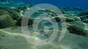 Flathead grey mullet Mugil cephalus, flathead mullet, striped mullet undersea, Aegean Sea, Greece.