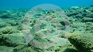 Flathead grey mullet Mugil cephalus, flathead mullet, striped mullet undersea, Aegean Sea, Greece.