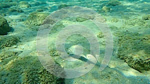 Flathead grey mullet Mugil cephalus, flathead mullet, striped mullet undersea, Aegean Sea, Greece.