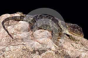 Flathead knob-scaled lizard (Xenosaurus platyceps)