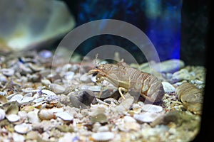 Flathead lobster