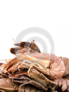 Flathead lobster, Lobster Moreton Bay bug, Oriental flathead lob