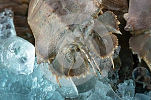 Flathead Lobster Thenus orientailis also known as Bay Lobster, Moreton Bay Bug on ice