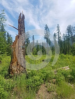 Flathead National Forest, Noisy Creek Loop