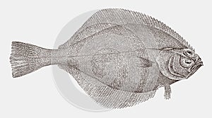 Flathead sole in top view