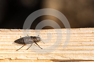 Flatheaded Hardwood Borer Beetle