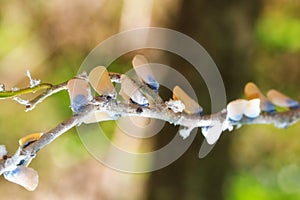 Flatid Leaf Bugs