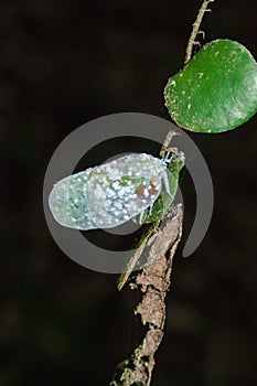 Flatid planthopper, or Moth bugs, wedge-shaped cicadas are small insects on a tree