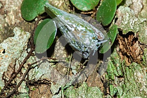 Flatid planthopper, or Moth bugs, wedge-shaped cicadas are small insects on a tree