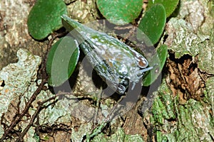 Flatid planthopper, or Moth bugs, wedge-shaped cicadas are small insects on a tree