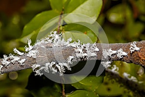 Flatid planthopper nymph, Madagascar wildlife