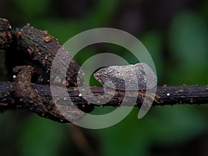 Flatid planthopperâ£ on a small branch