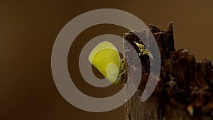 Flatid planthopper on the tree