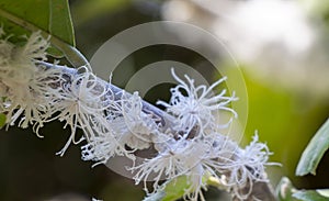 Flatid planthopper on tree