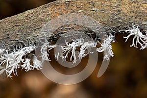 Flatida rosea, the flower-spike bug, Madagascar wildlife