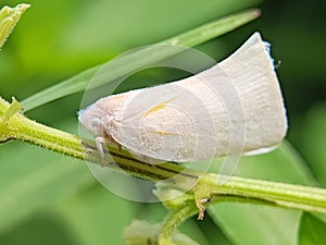 Flatidae are a family of fulgoroid planthoppers. They are cosmopolitan in distribution and are distinguished from others