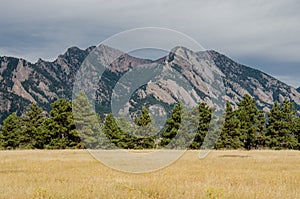 Flatiron Mountains with Pine Tree Foreground