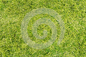 Flatlay, cutted grass with moss and weed