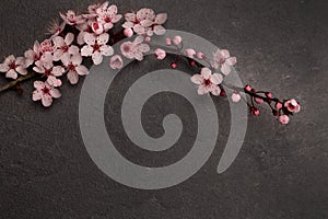 Flatlay of Japanese cherry blossom on dark grey marble with copy space